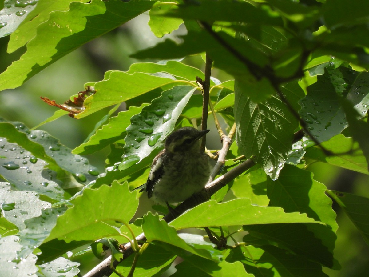 Blackburnian Warbler - ML637611533