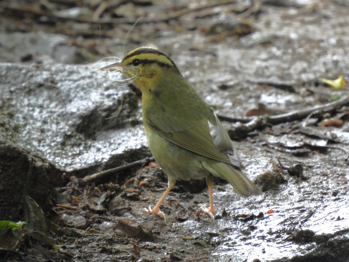 Worm-eating Warbler - ML637611549