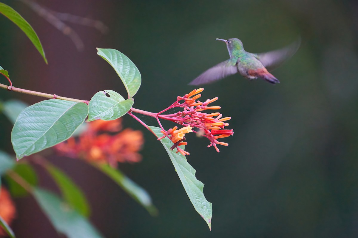 Ariane à ventre gris - ML637611560