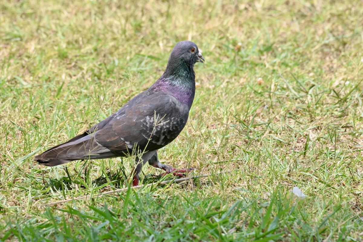 holub skalní - ML637611582