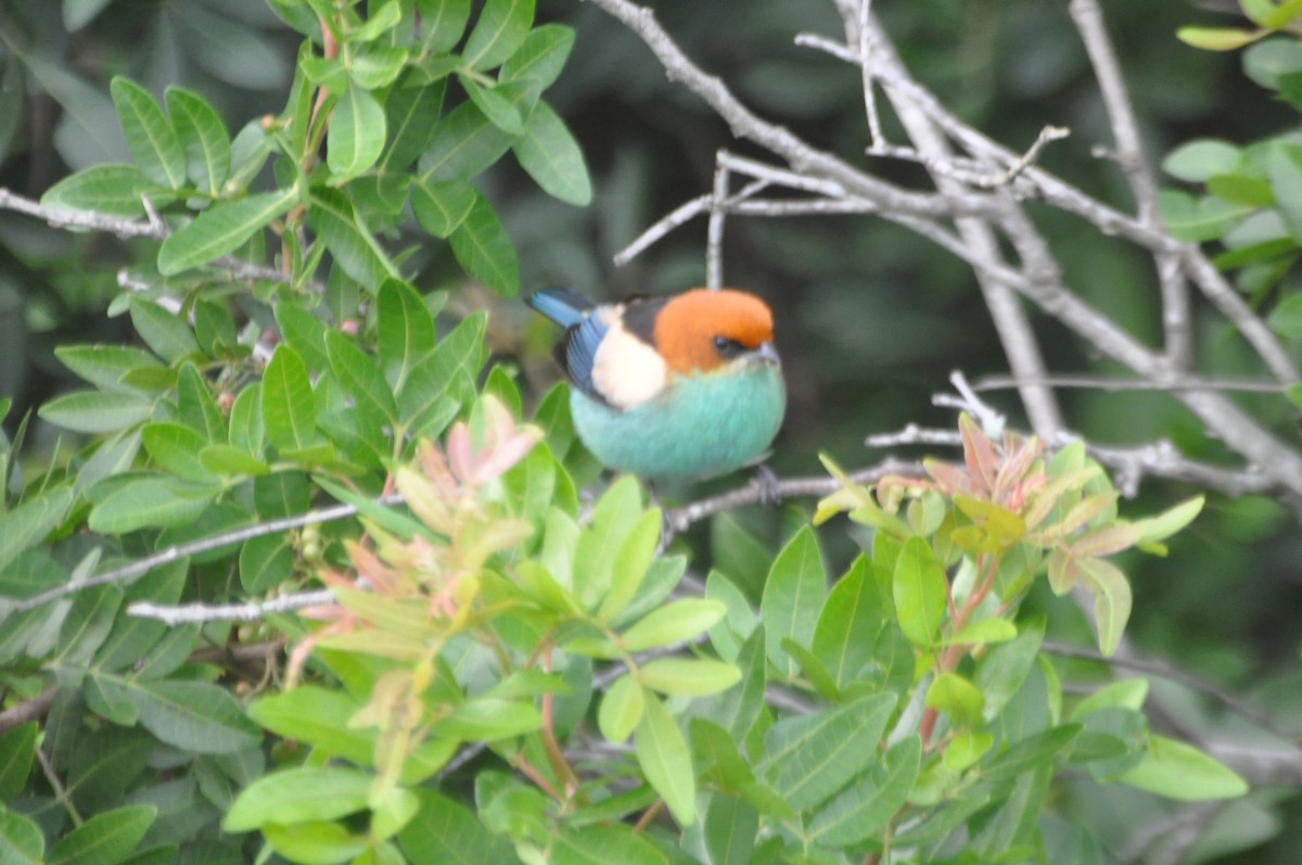 Black-backed Tanager - ML637611590
