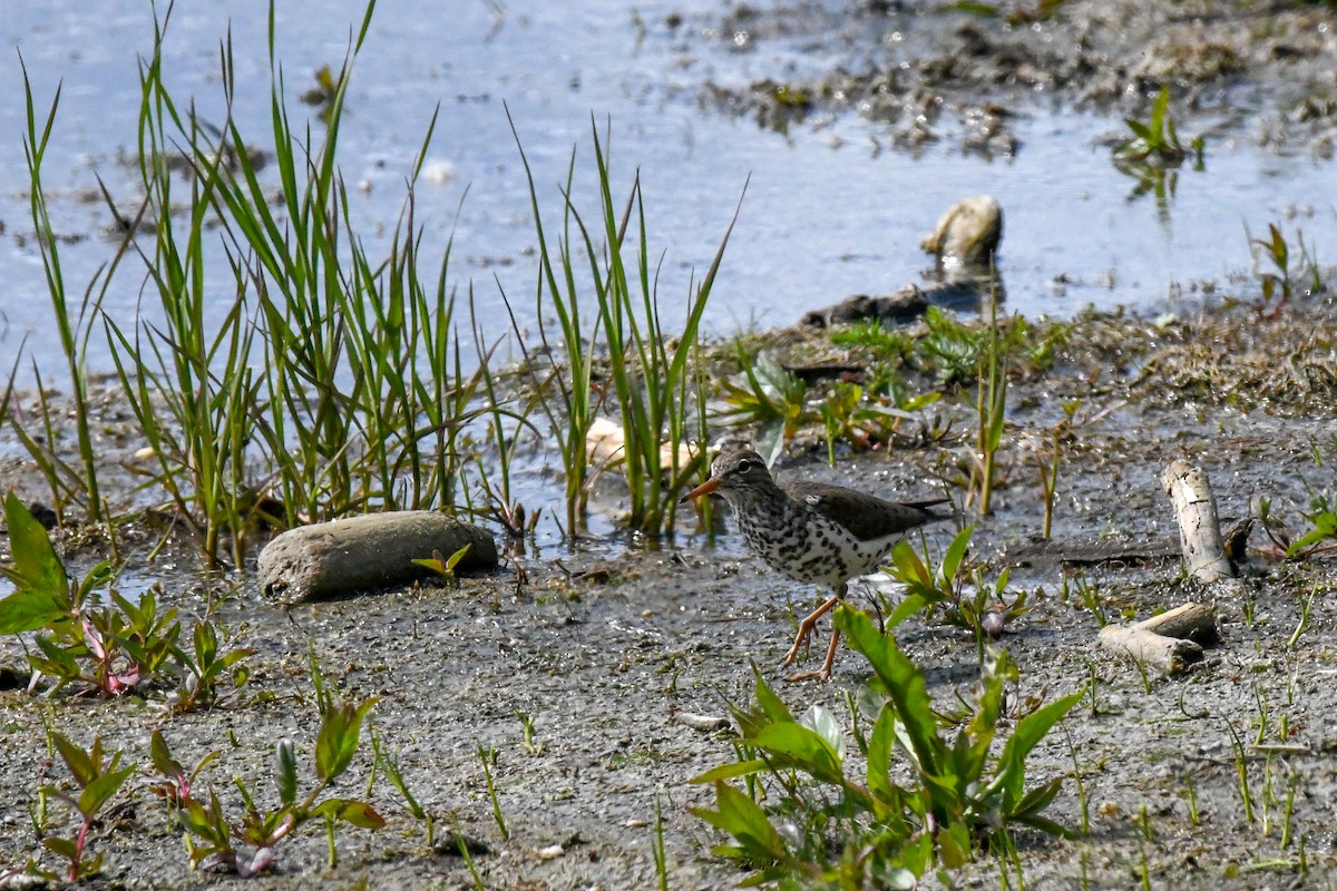 Spotted Sandpiper - ML637611598