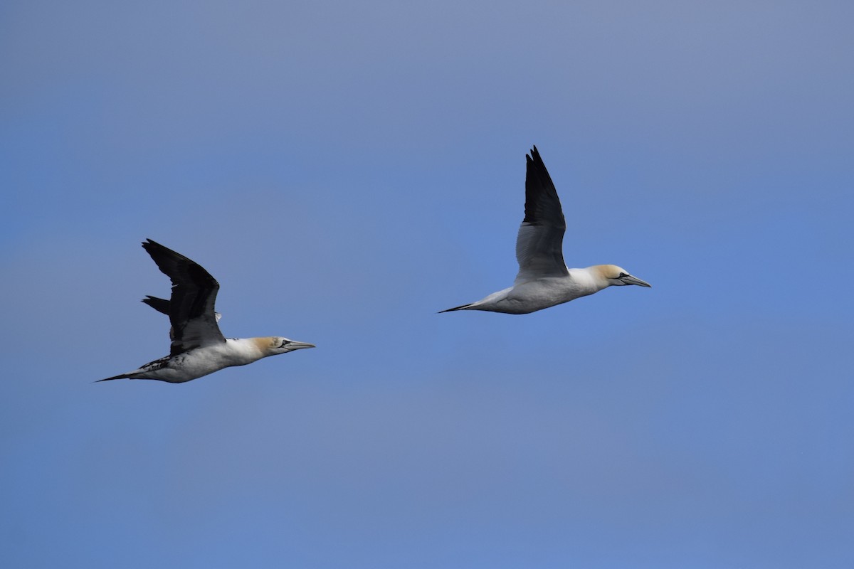 Northern Gannet - ML637611674