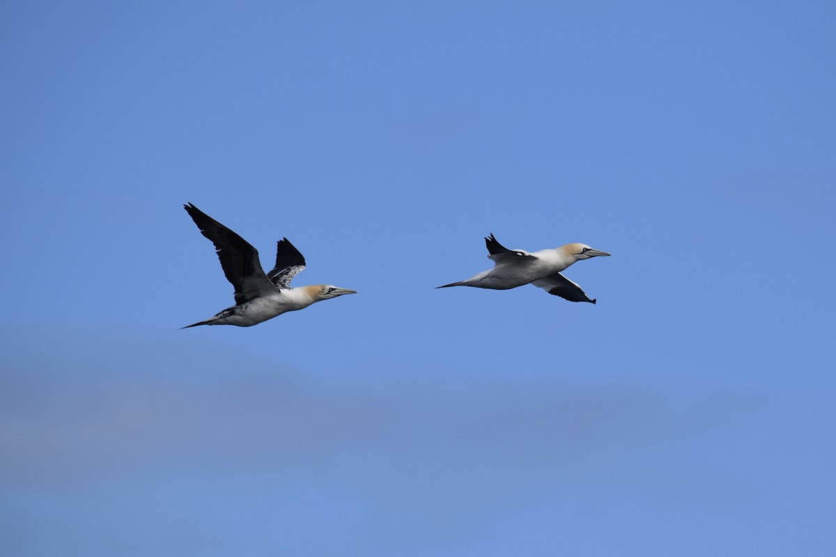 Northern Gannet - ML637611675
