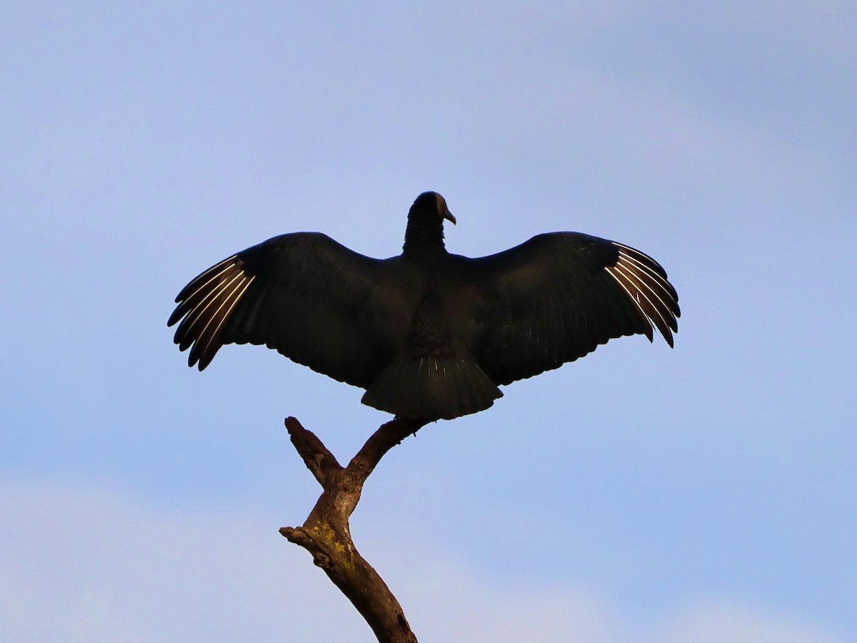 Black Vulture - ML637611677