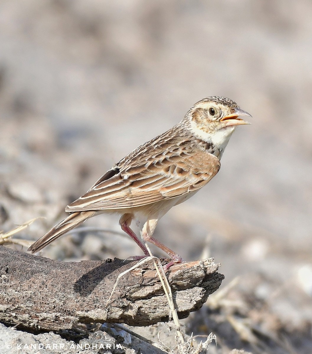 Singing Bushlark - ML637611702