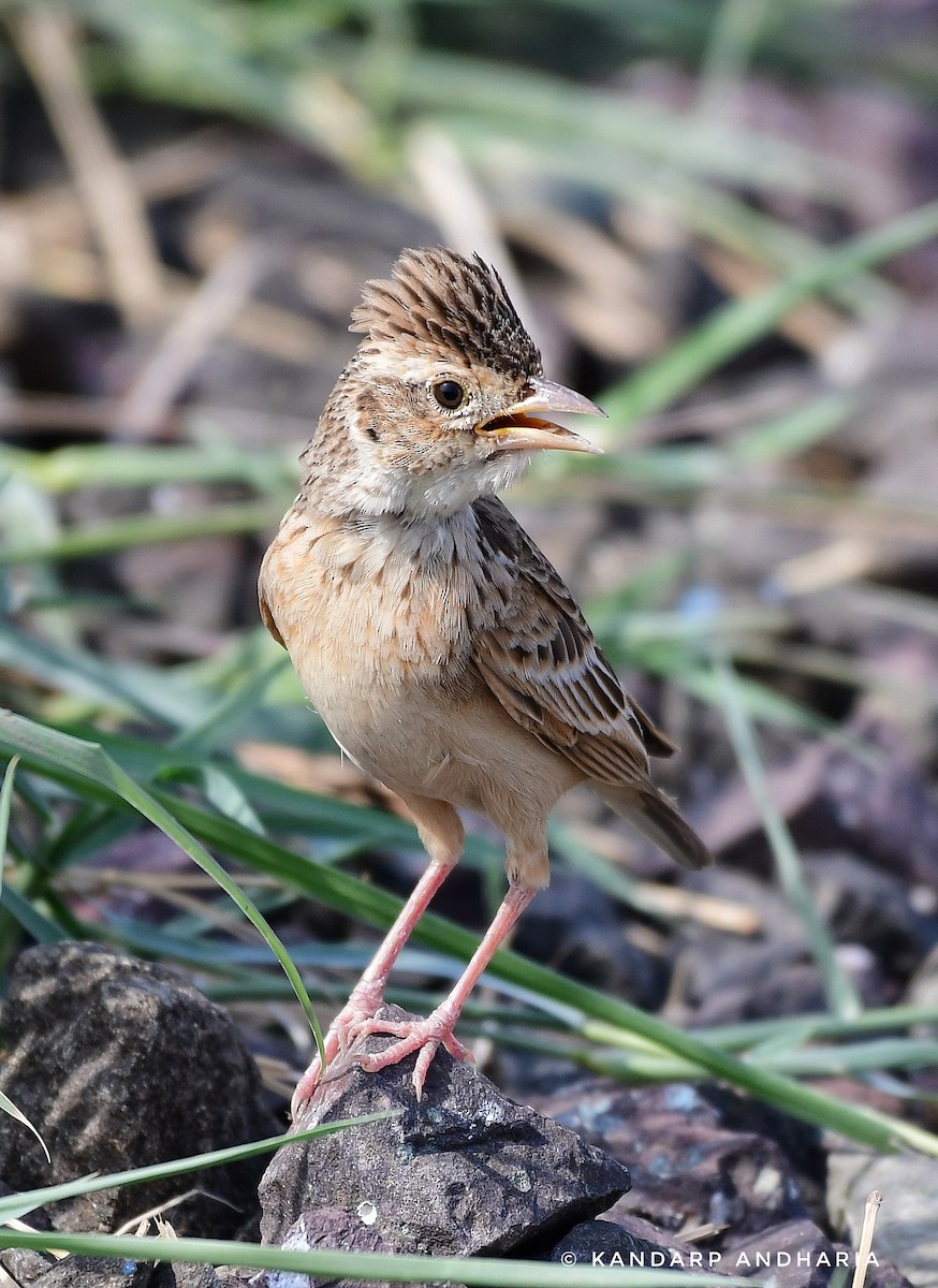 Singing Bushlark - ML637611703