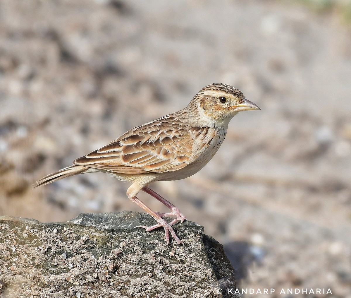 Singing Bushlark - ML637611705