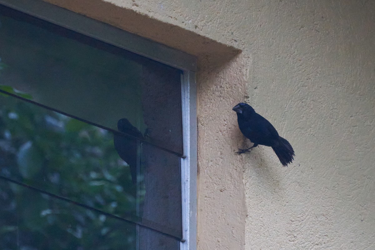 Évêque bleu-noir - ML637611707