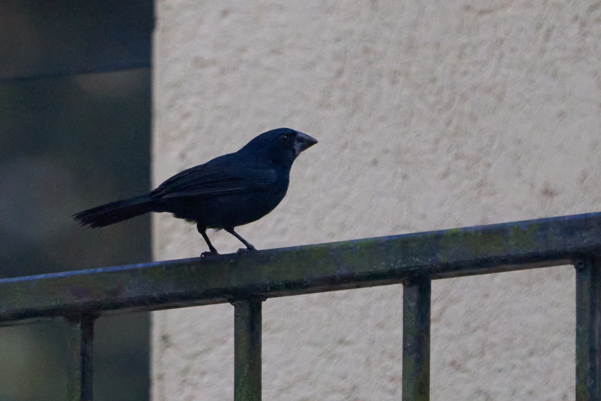 Évêque bleu-noir - ML637611718