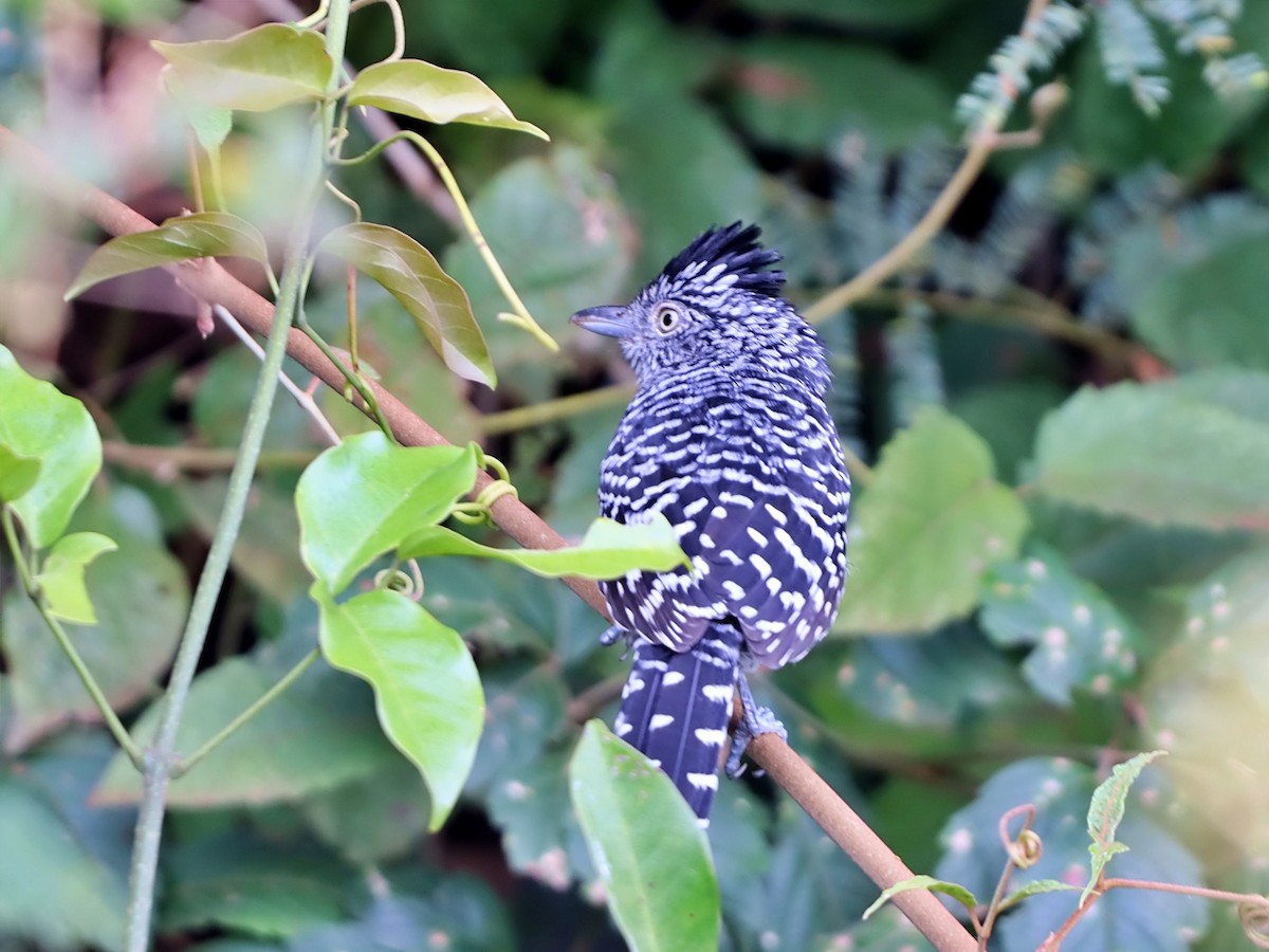 Barred Antshrike (Barred) - ML637611720