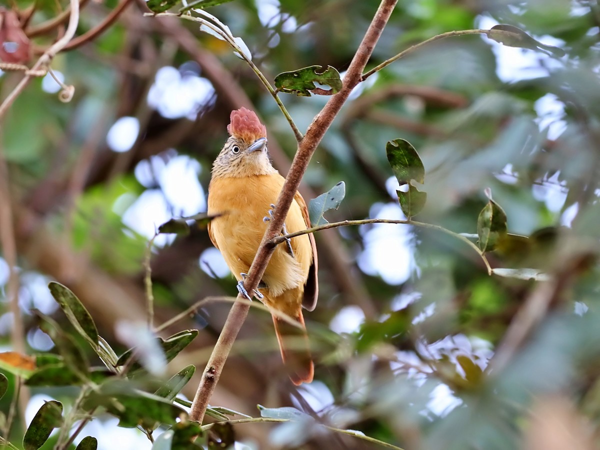 Barred Antshrike (Barred) - ML637611721