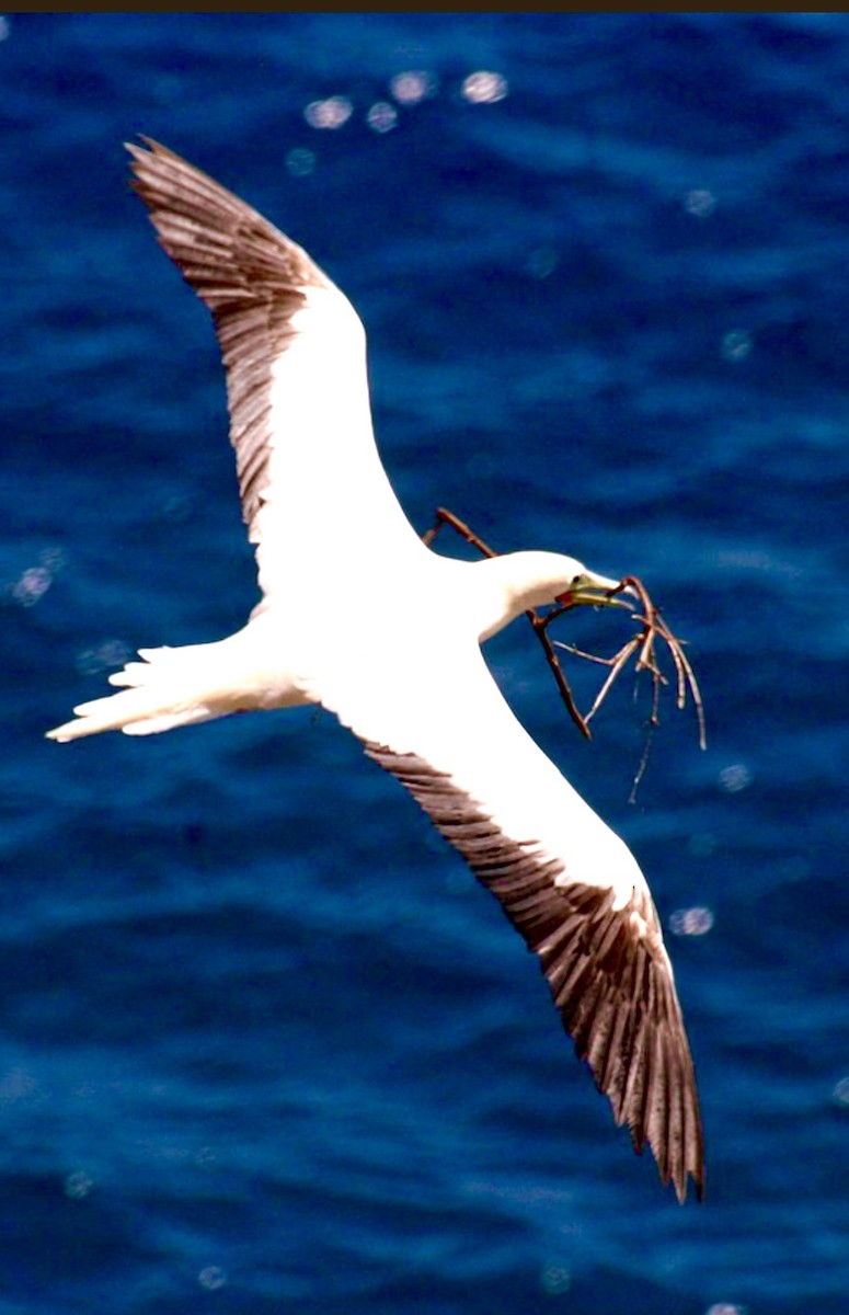 Red-footed Booby - ML637611769
