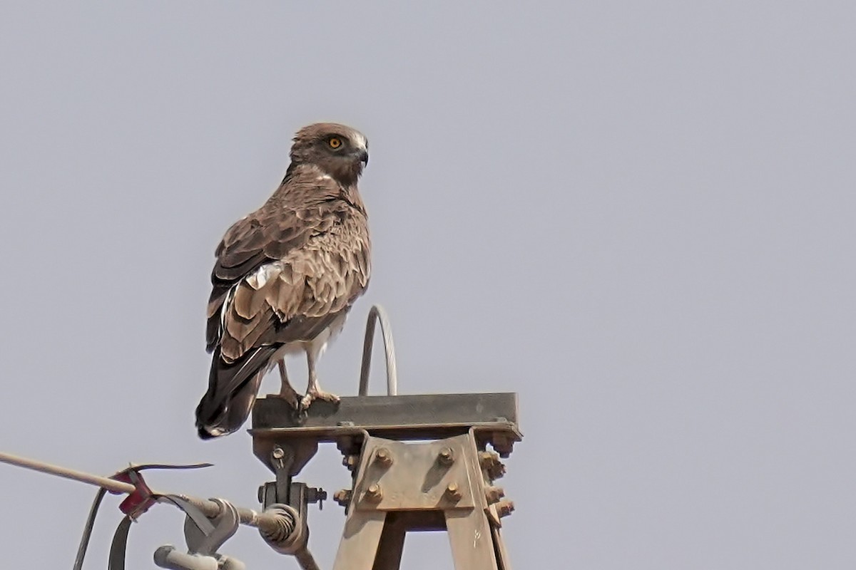 Short-toed Snake-Eagle - ML637611779