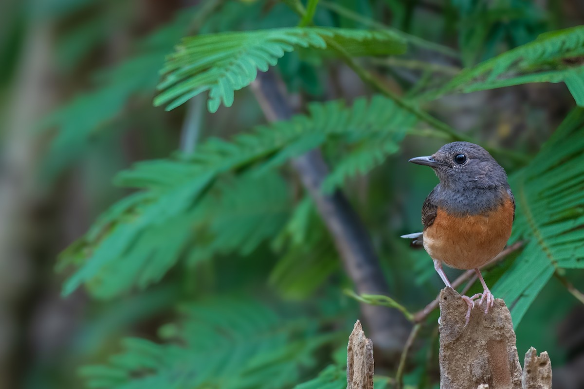 White-rumped Shama (White-rumped) - ML637611788