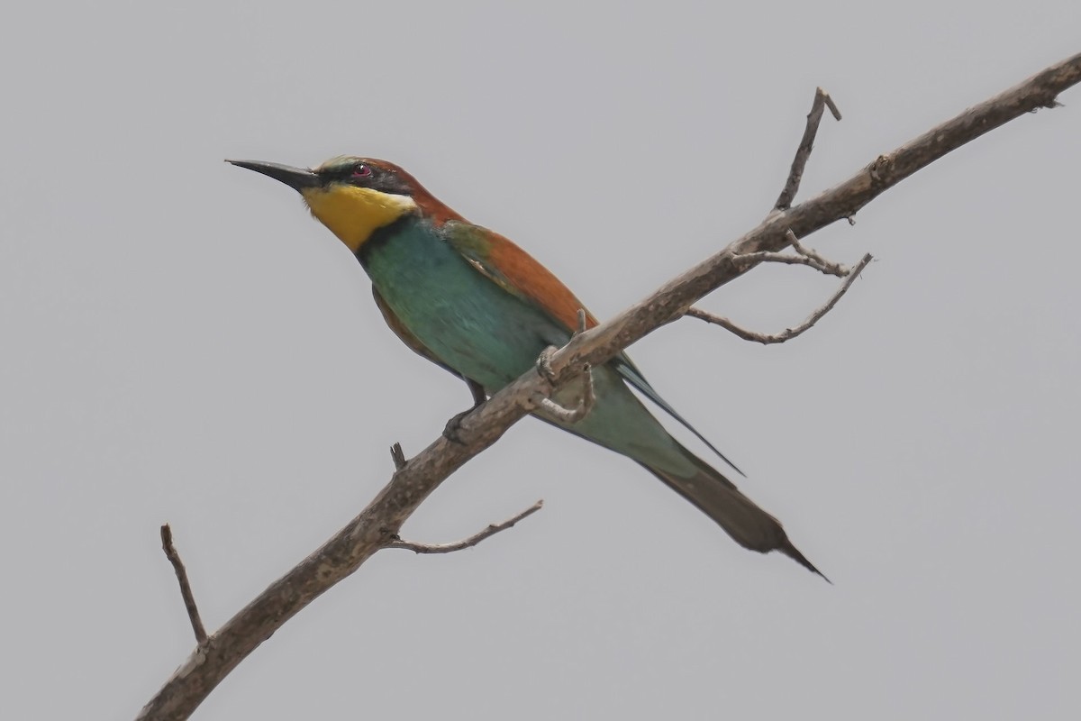 European Bee-eater - ML637611833