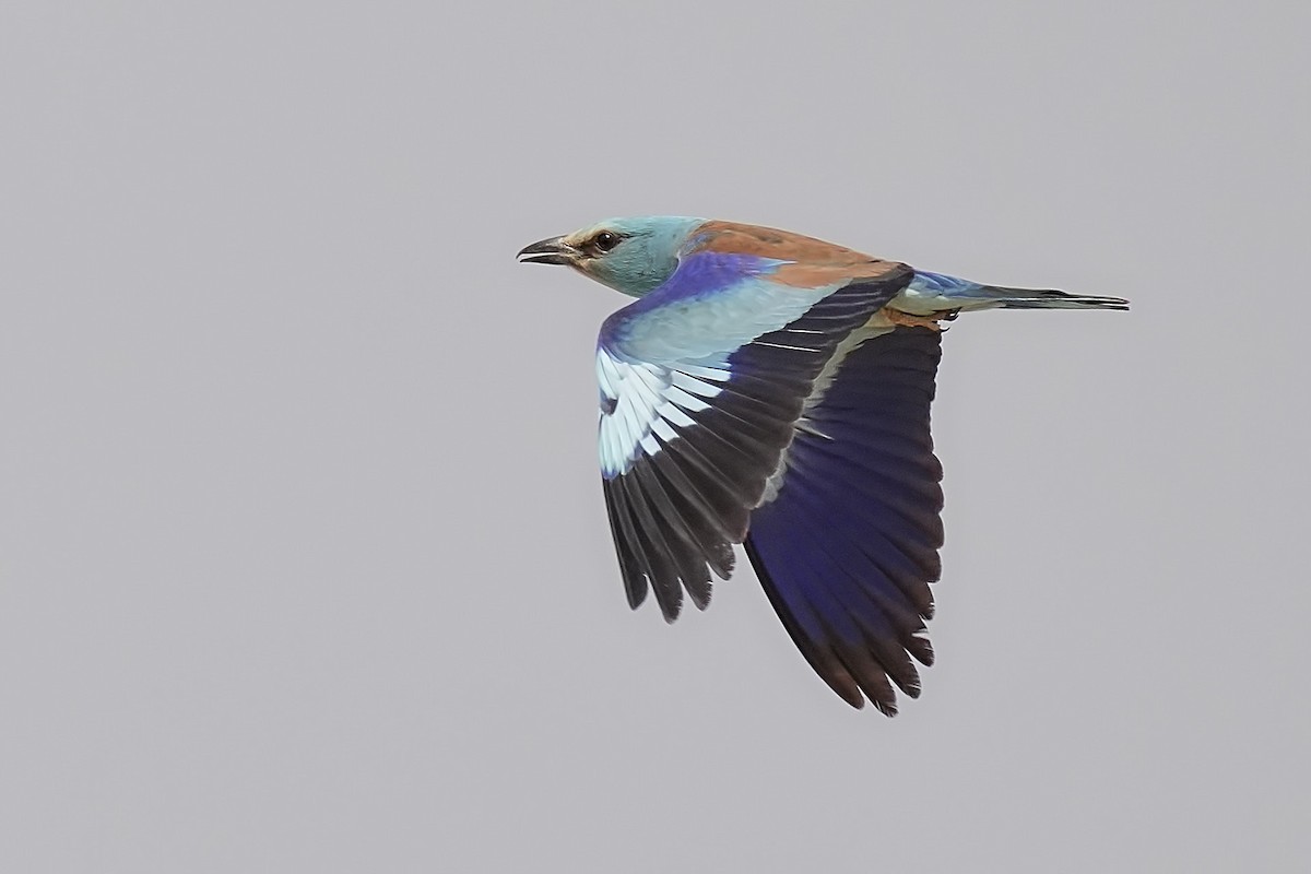 European Roller - ML637611844