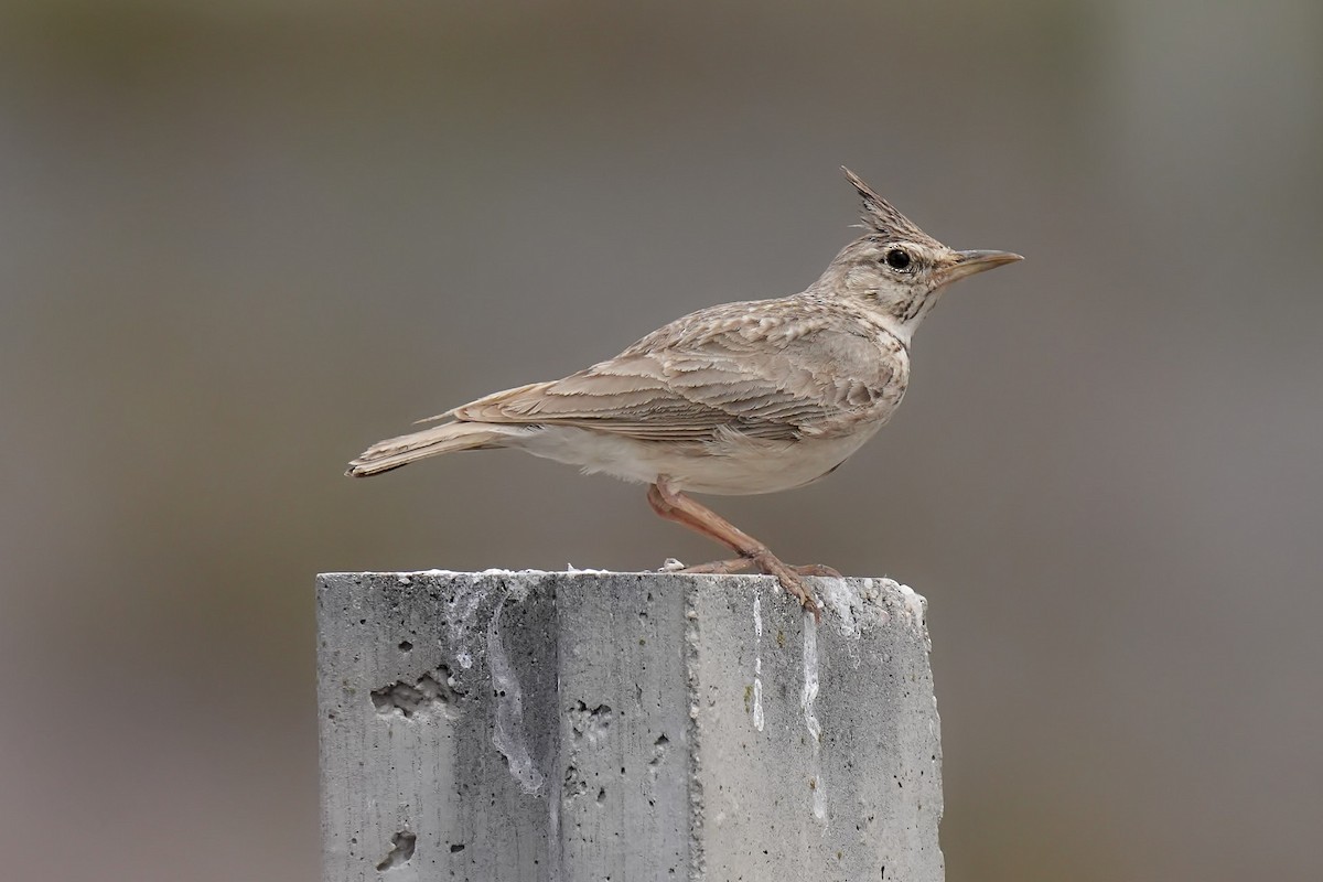Crested Lark - ML637611864
