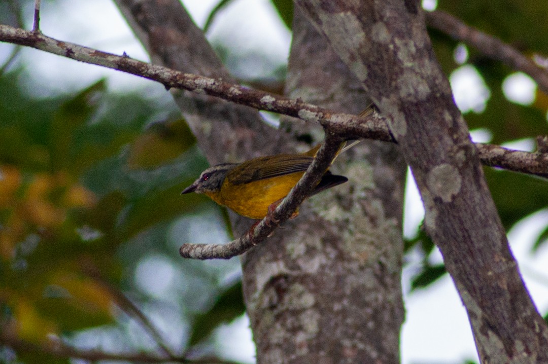 Golden-crowned Warbler - ML637611882