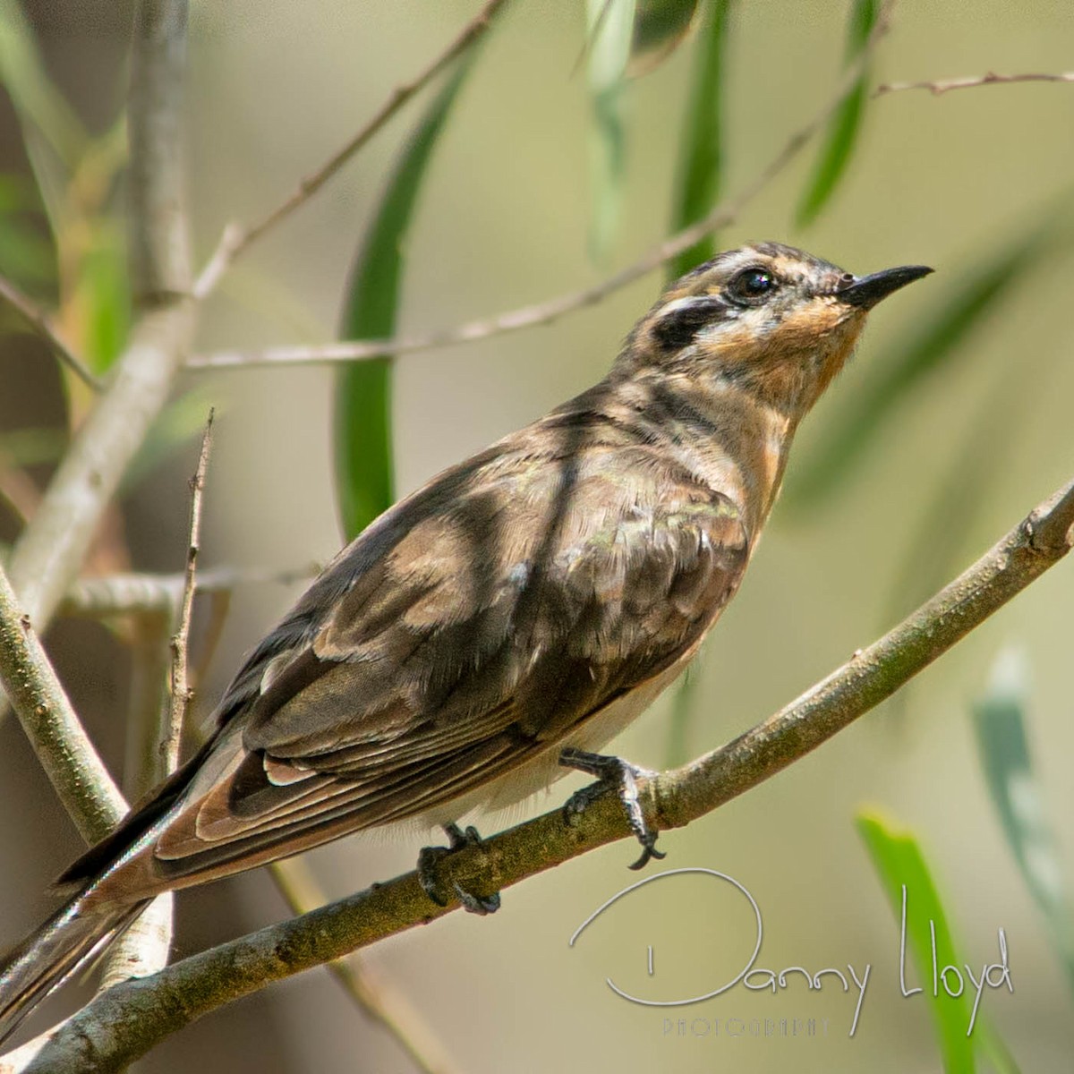 Black-eared Cuckoo - ML637611885