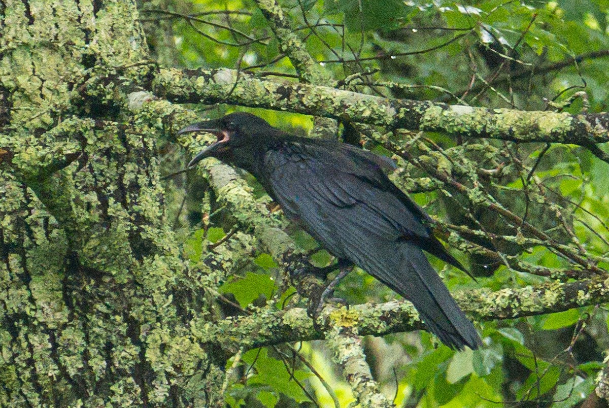 Common Raven - ML637611917