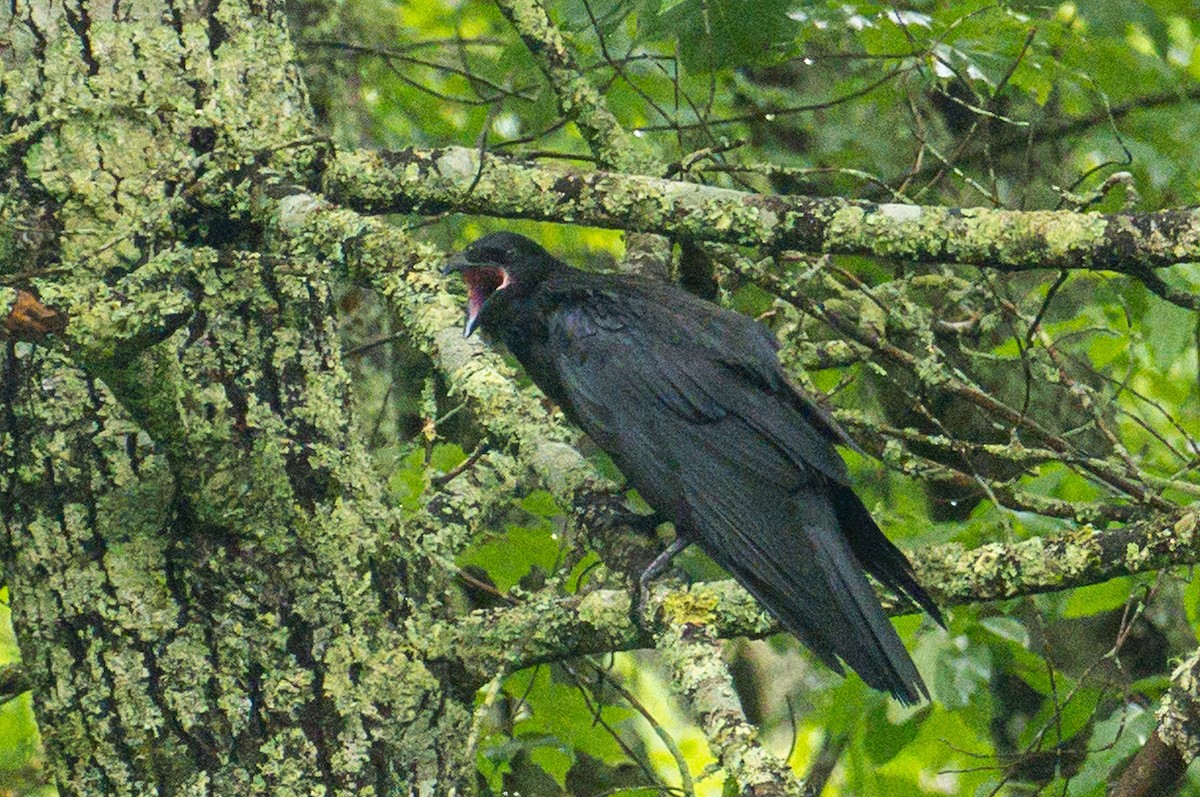 Common Raven - ML637611918