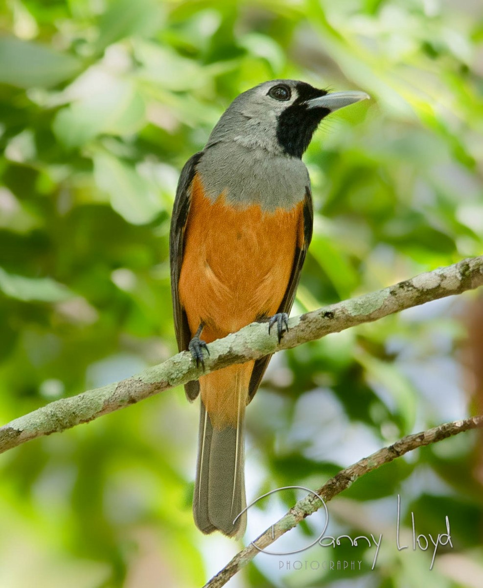 Black-faced Monarch - ML637611994