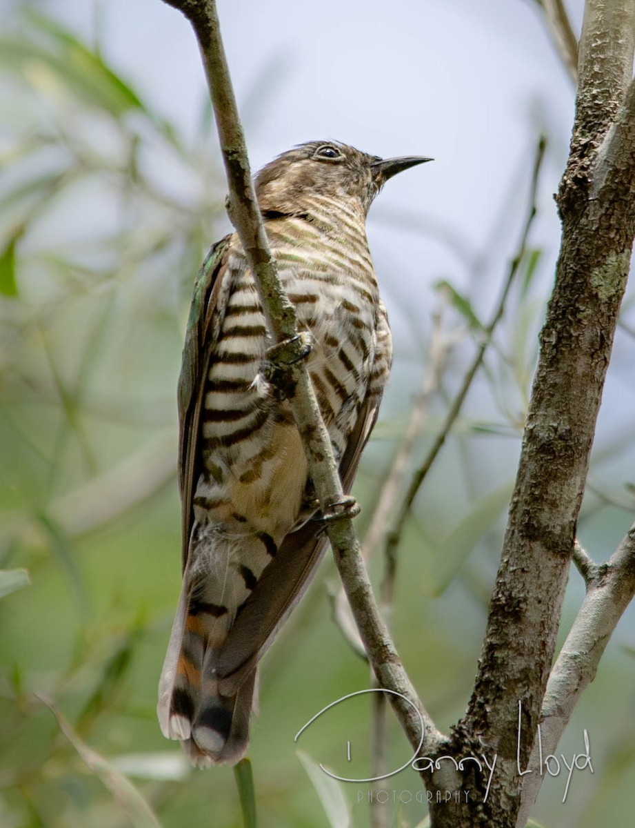 Little Bronze-Cuckoo - ML637612001