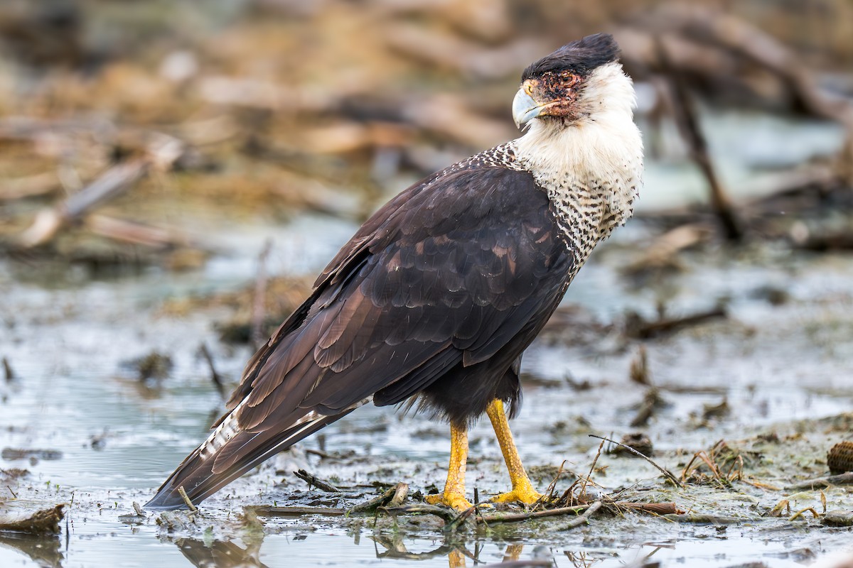 Crested Caracara - ML637612027
