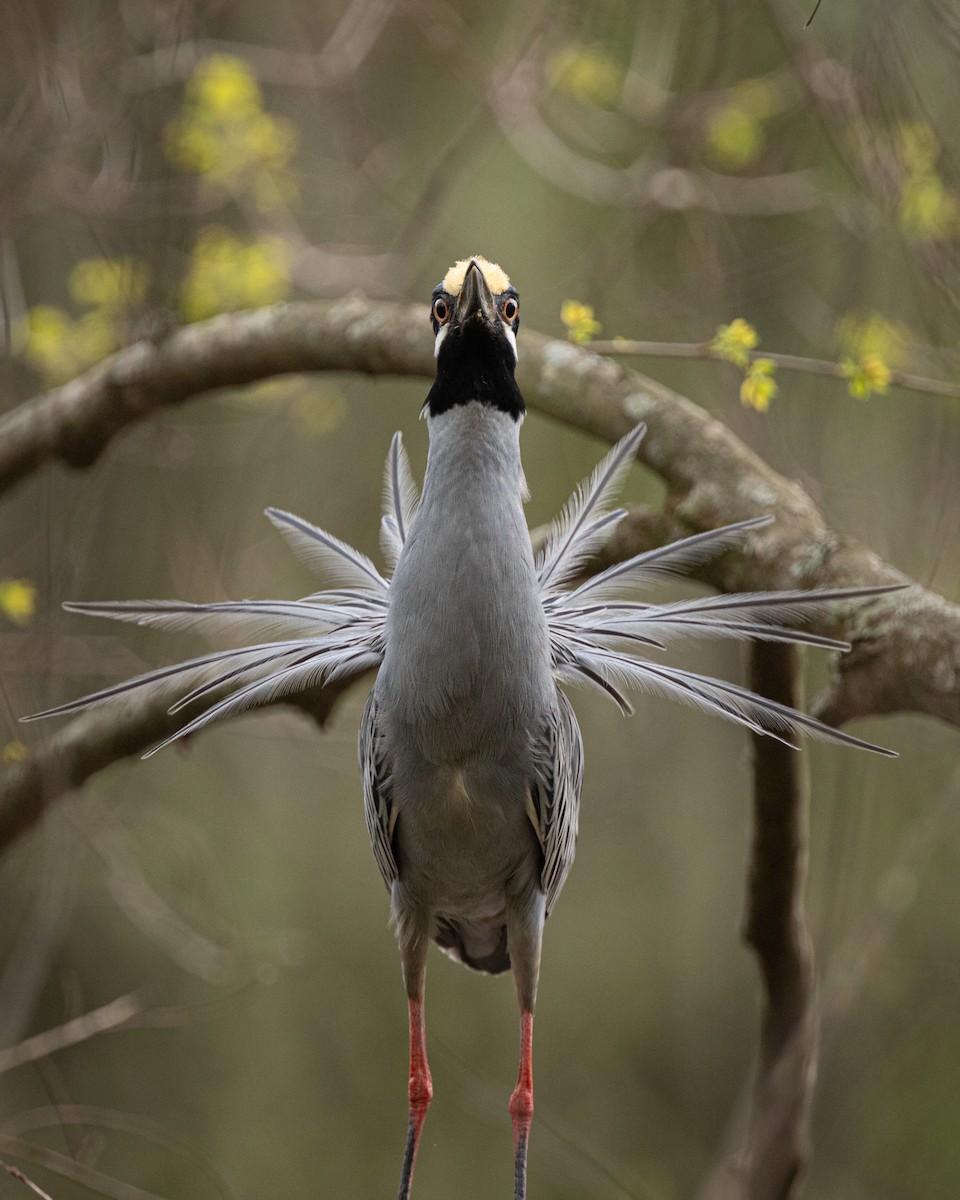 Yellow-crowned Night Heron - ML637612046
