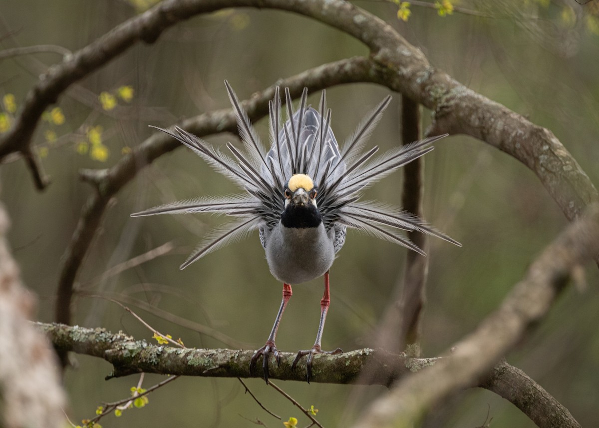 Yellow-crowned Night Heron - ML637612047