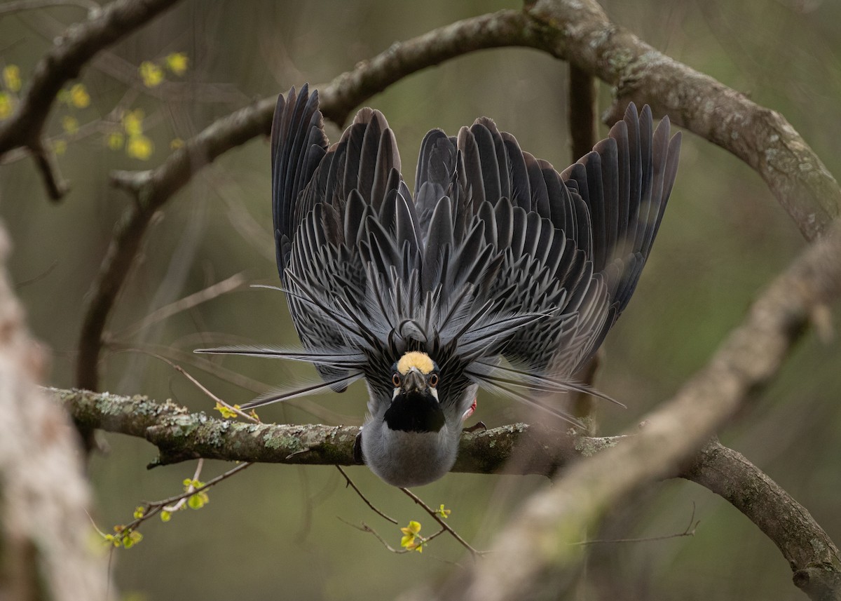 Yellow-crowned Night Heron - ML637612048