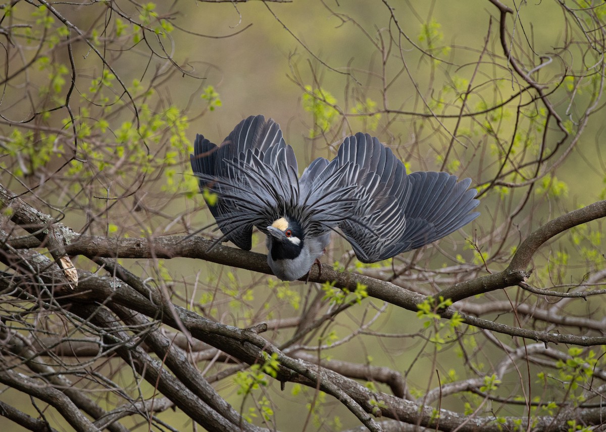 Yellow-crowned Night Heron - ML637612049