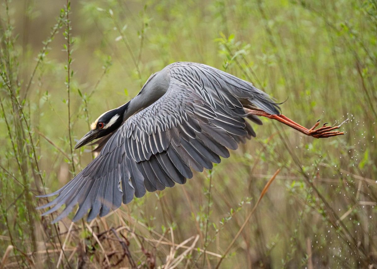 Yellow-crowned Night Heron - ML637612051