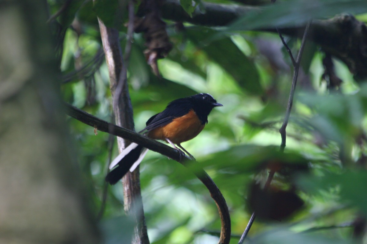 White-crowned Shama - ML637612066