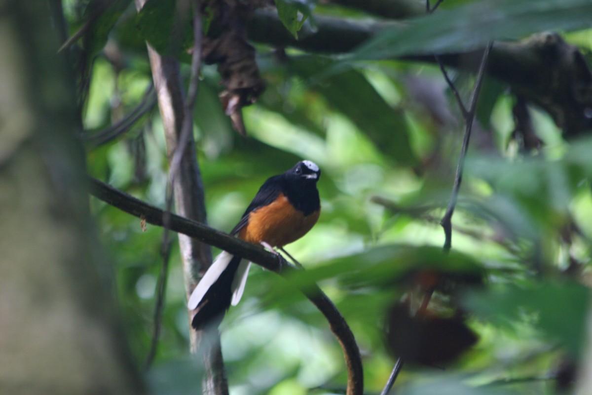 White-crowned Shama - ML637612067