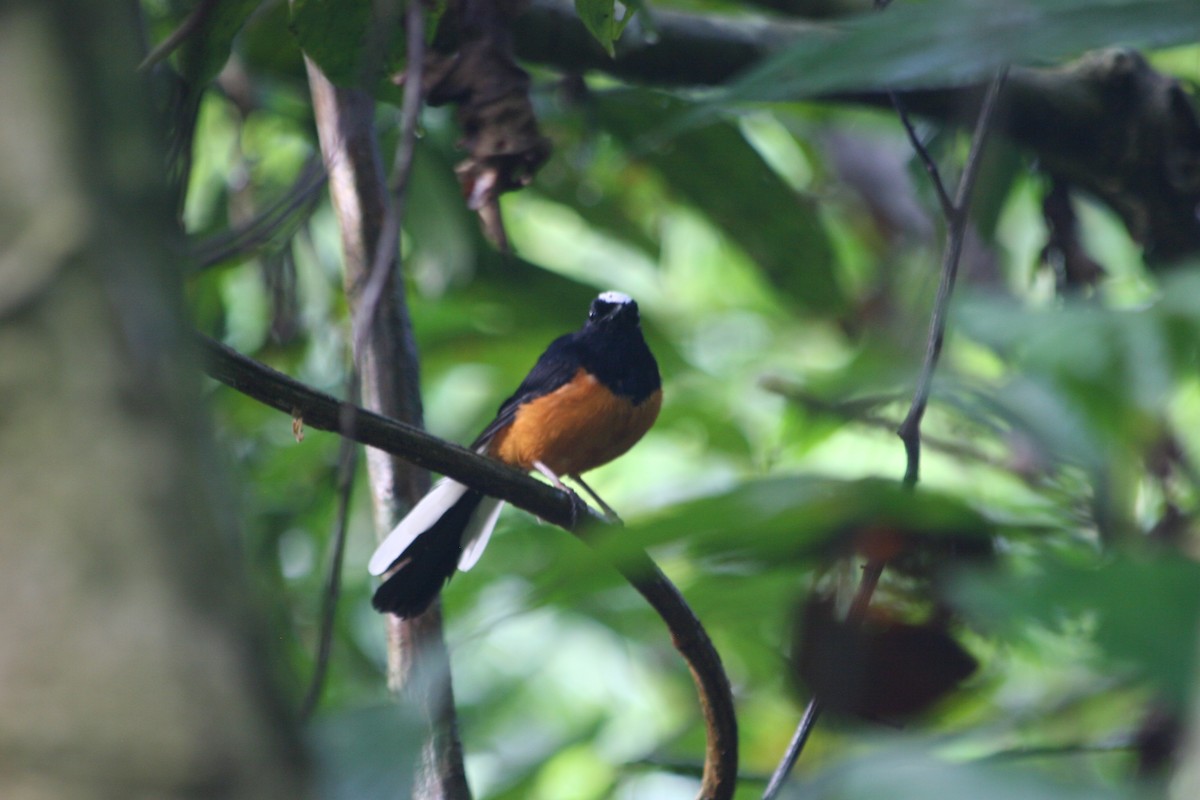 White-crowned Shama - ML637612068