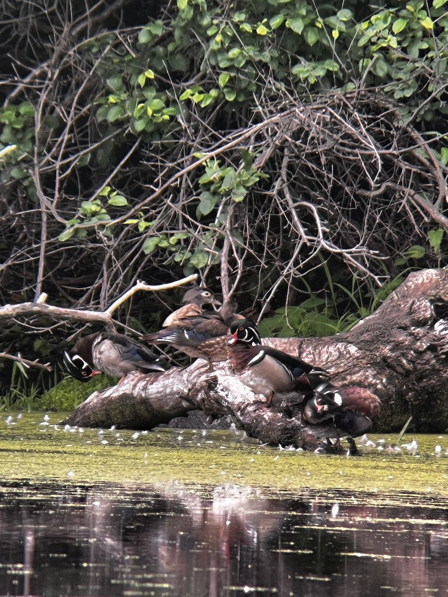 Wood Duck - ML637612071