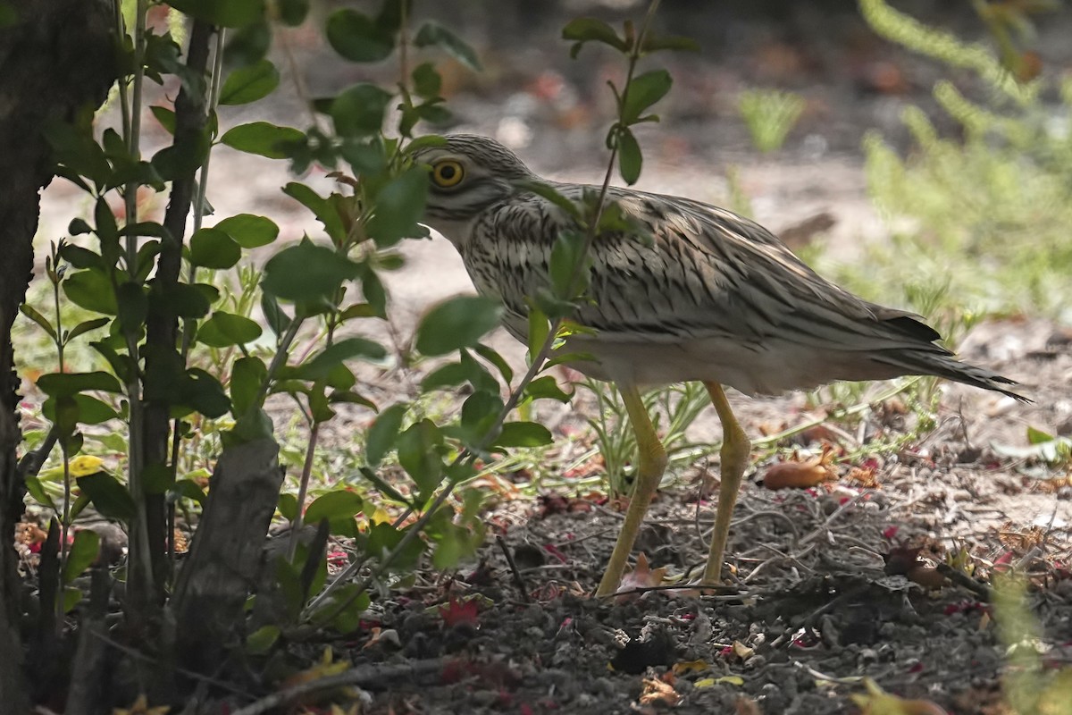 Eurasian Thick-knee - ML637612076