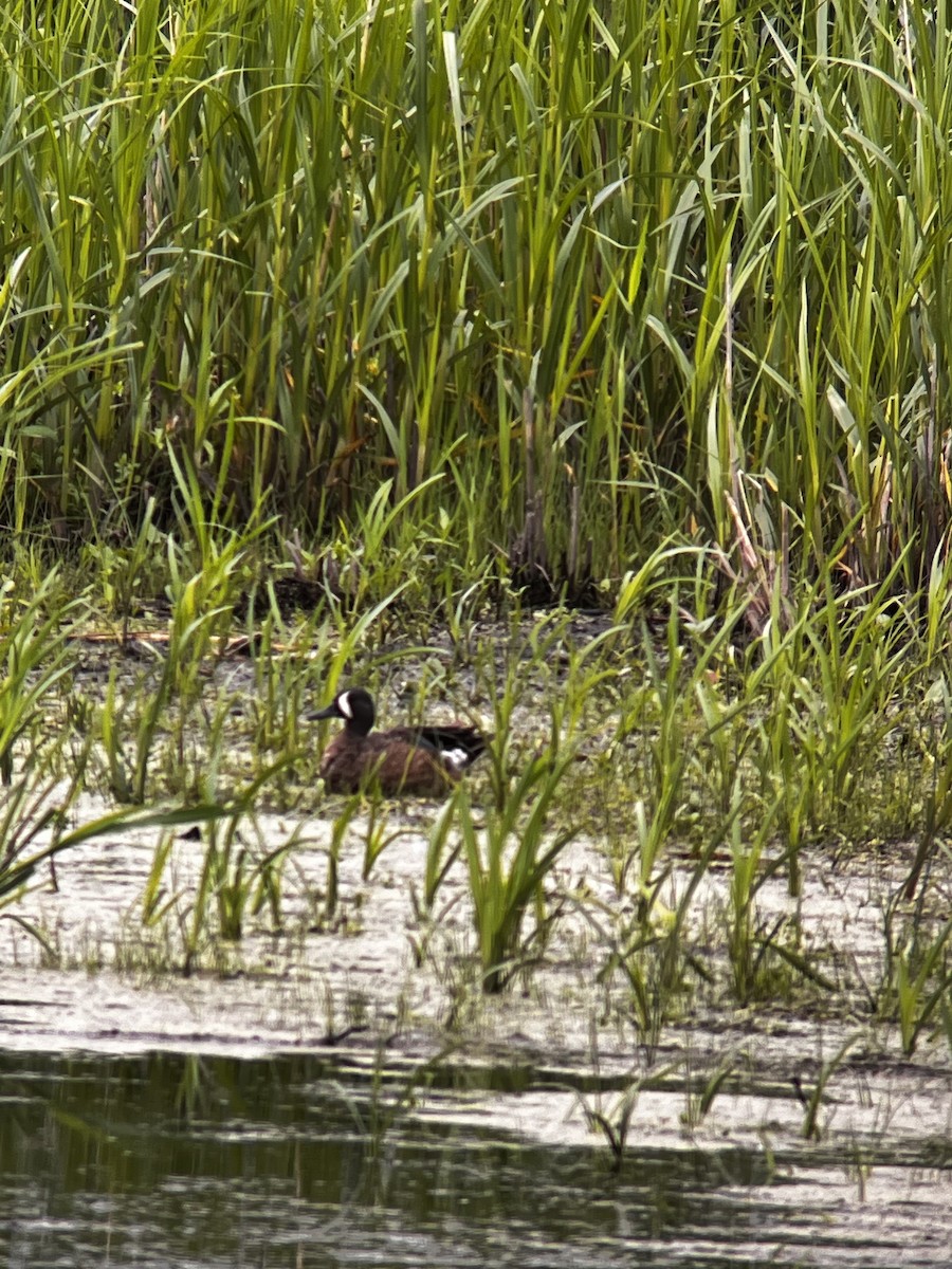 Blue-winged Teal - ML637612077