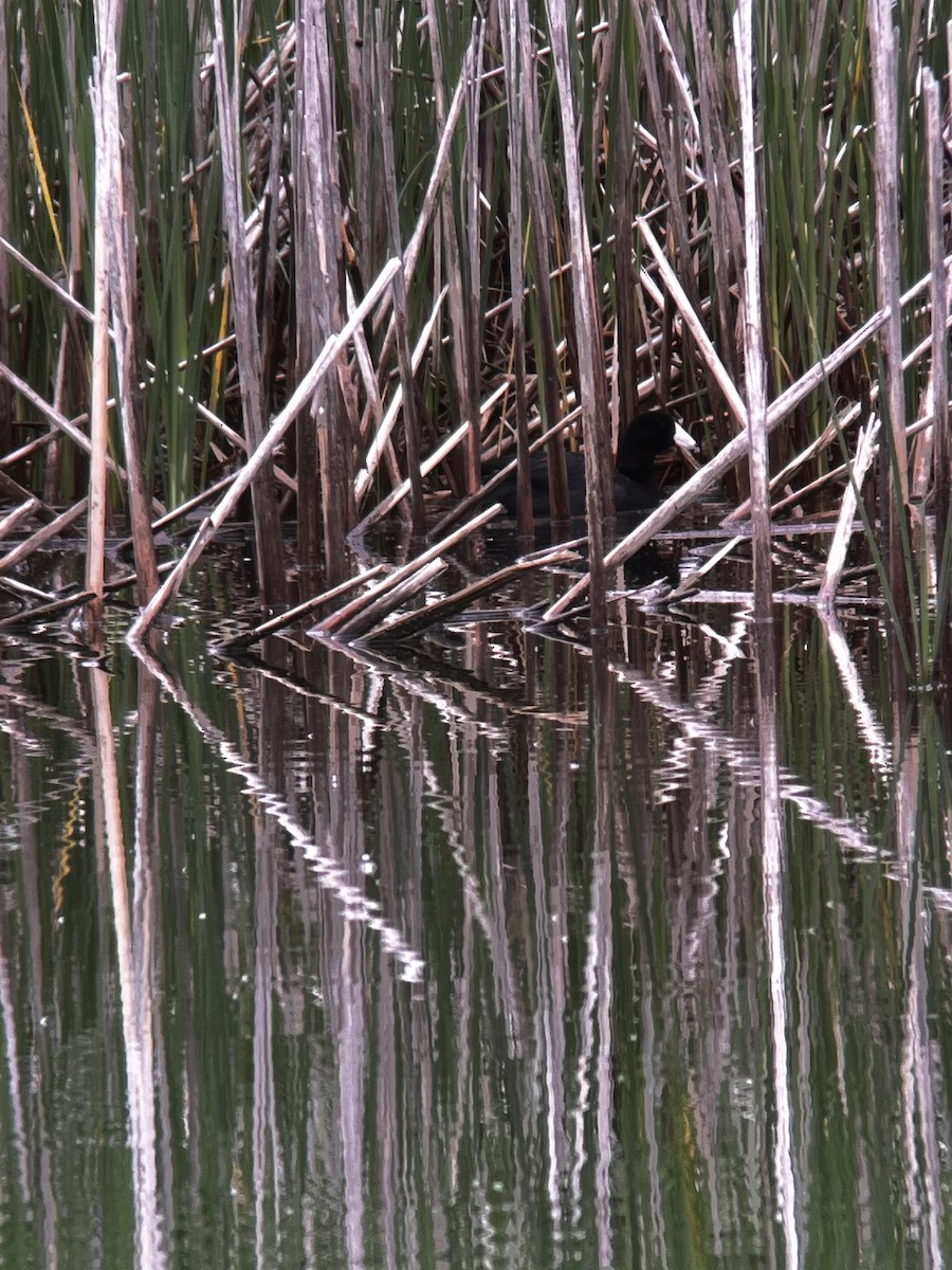 American Coot - ML637612111
