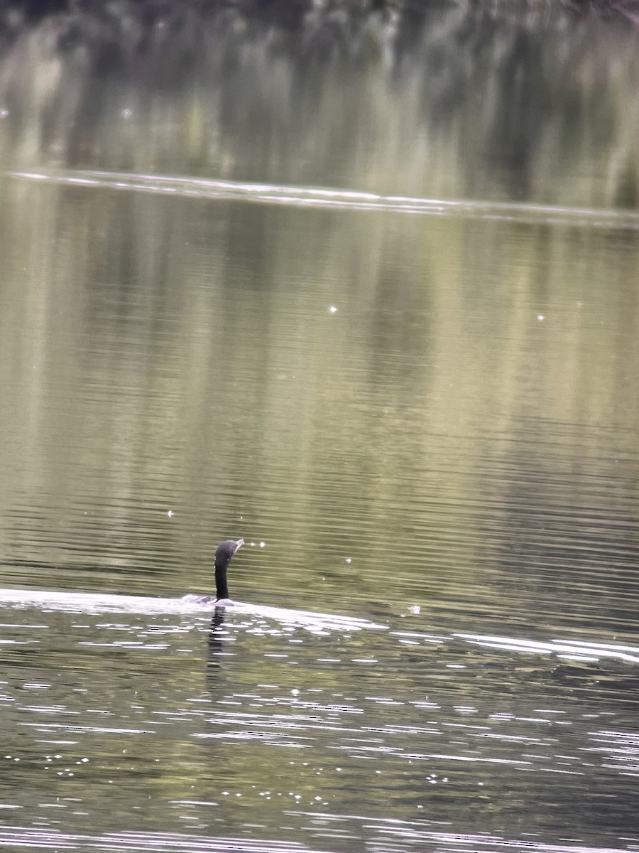 Double-crested Cormorant - ML637612121