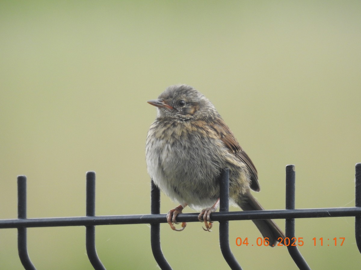 Dunnock - ML637612131