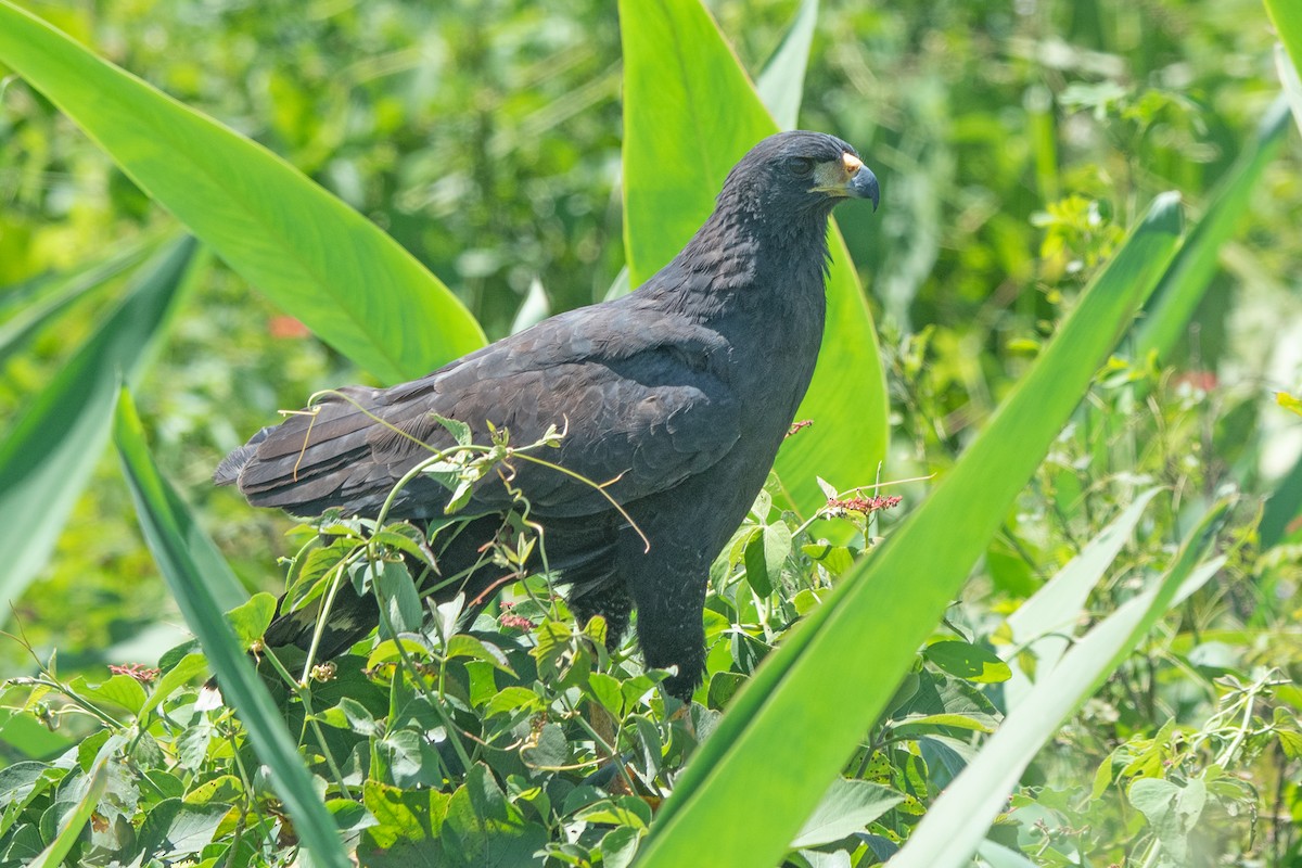 Great Black Hawk - ML637612142