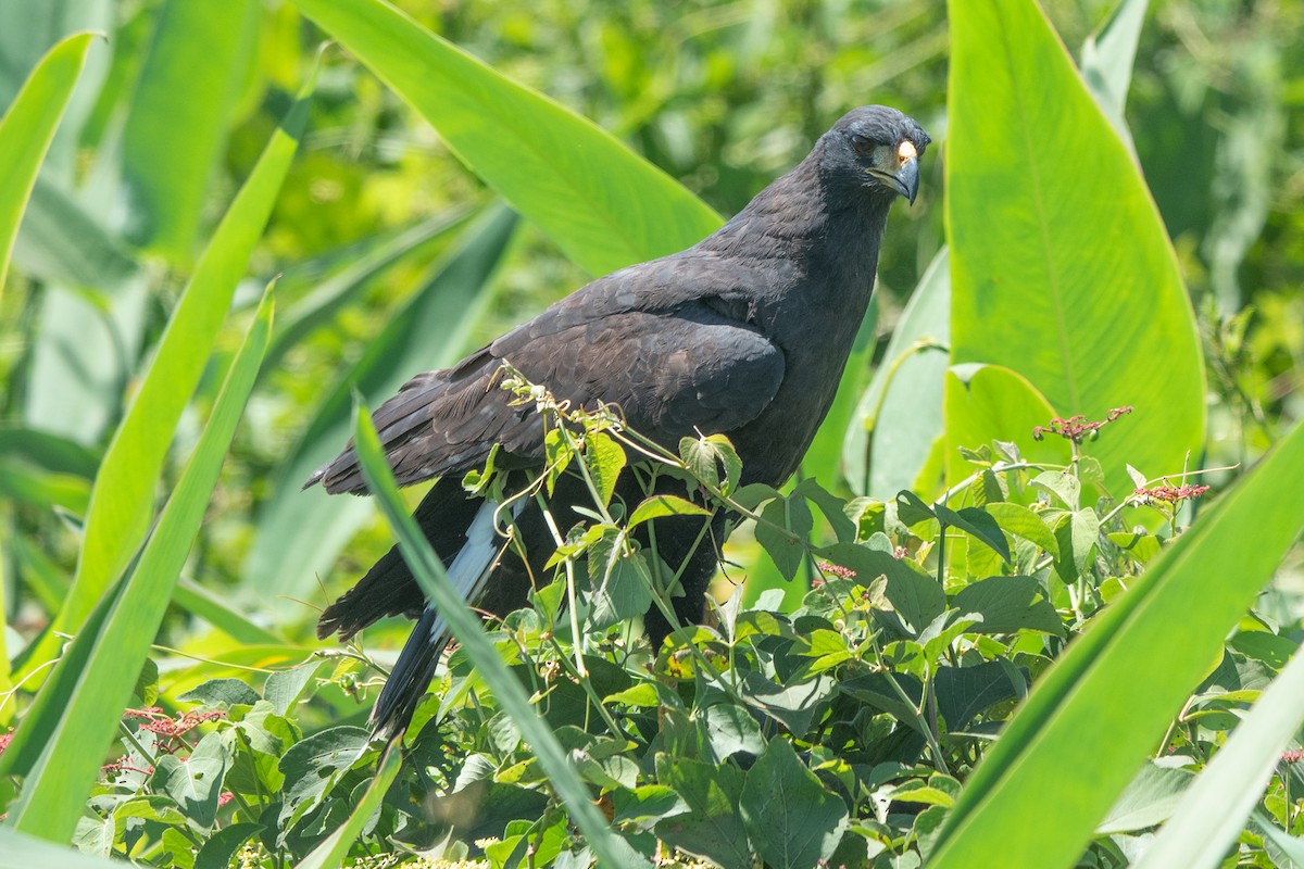 Great Black Hawk - ML637612143