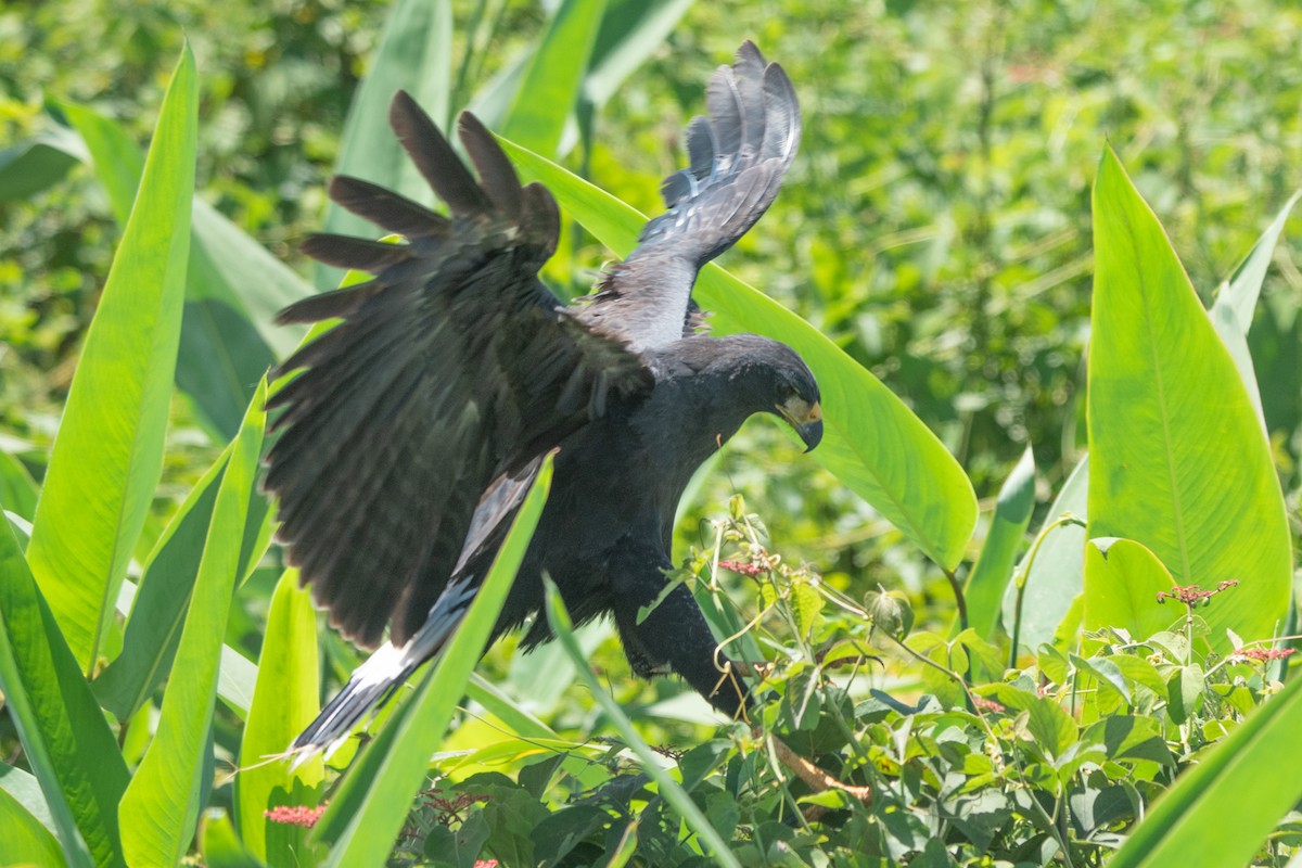 Great Black Hawk - ML637612144