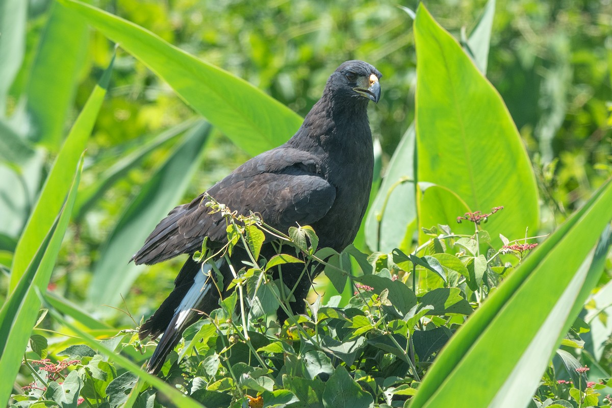 Great Black Hawk - ML637612146