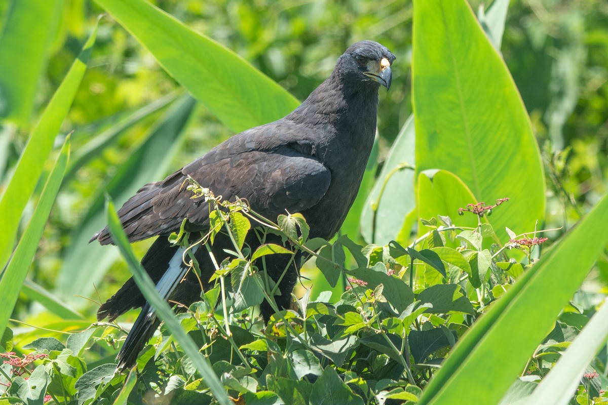 Great Black Hawk - ML637612147