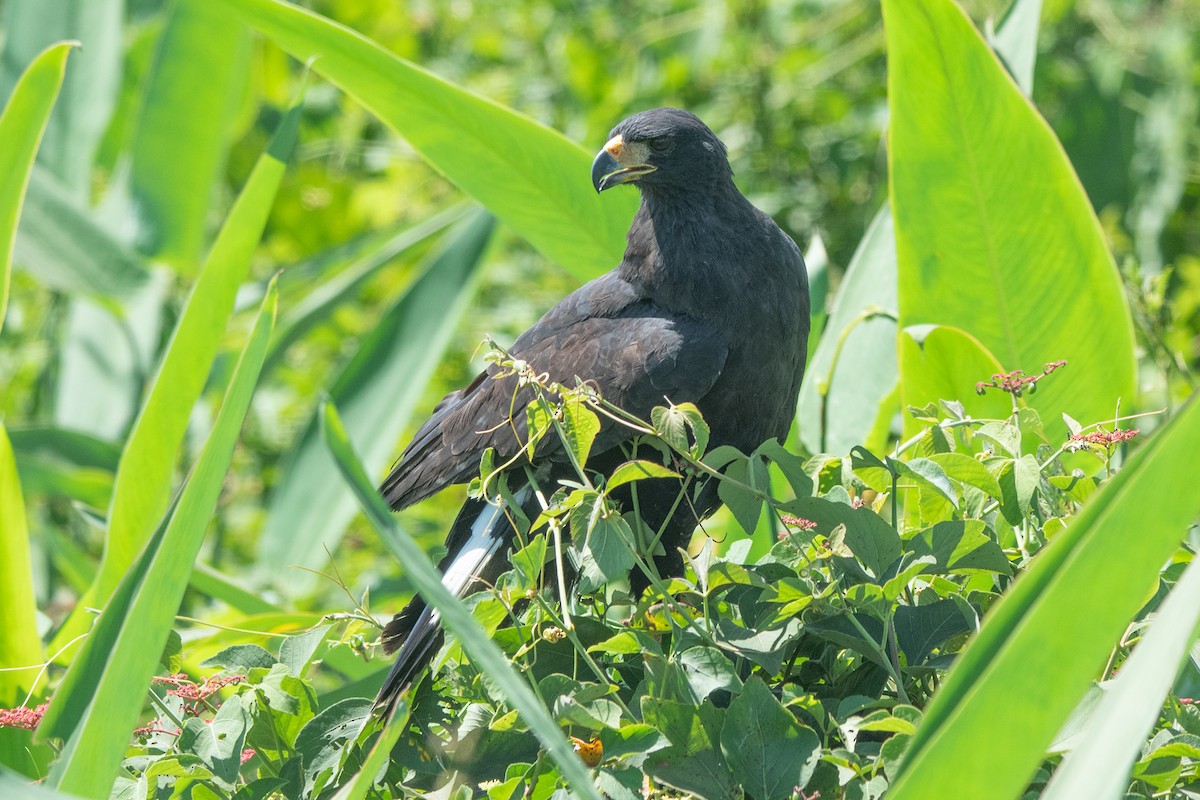 Great Black Hawk - ML637612148