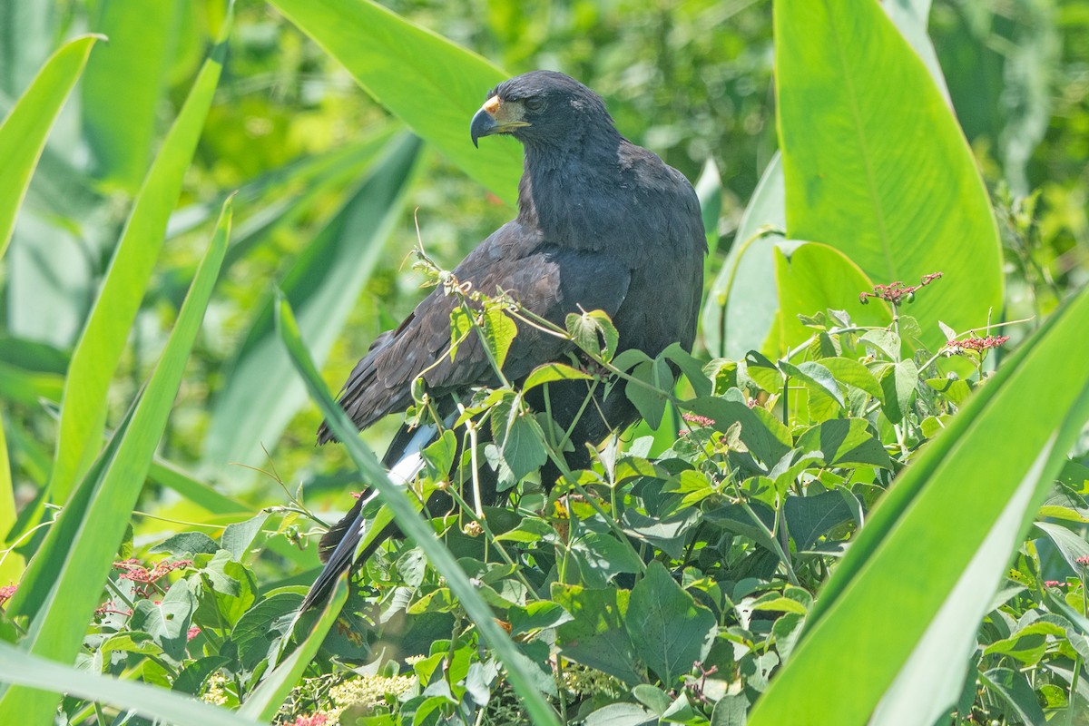 Great Black Hawk - ML637612149